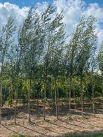 Salix alba groene/gele wilg 3,5m hoog, Ophalen, Overige soorten, 400 cm of meer