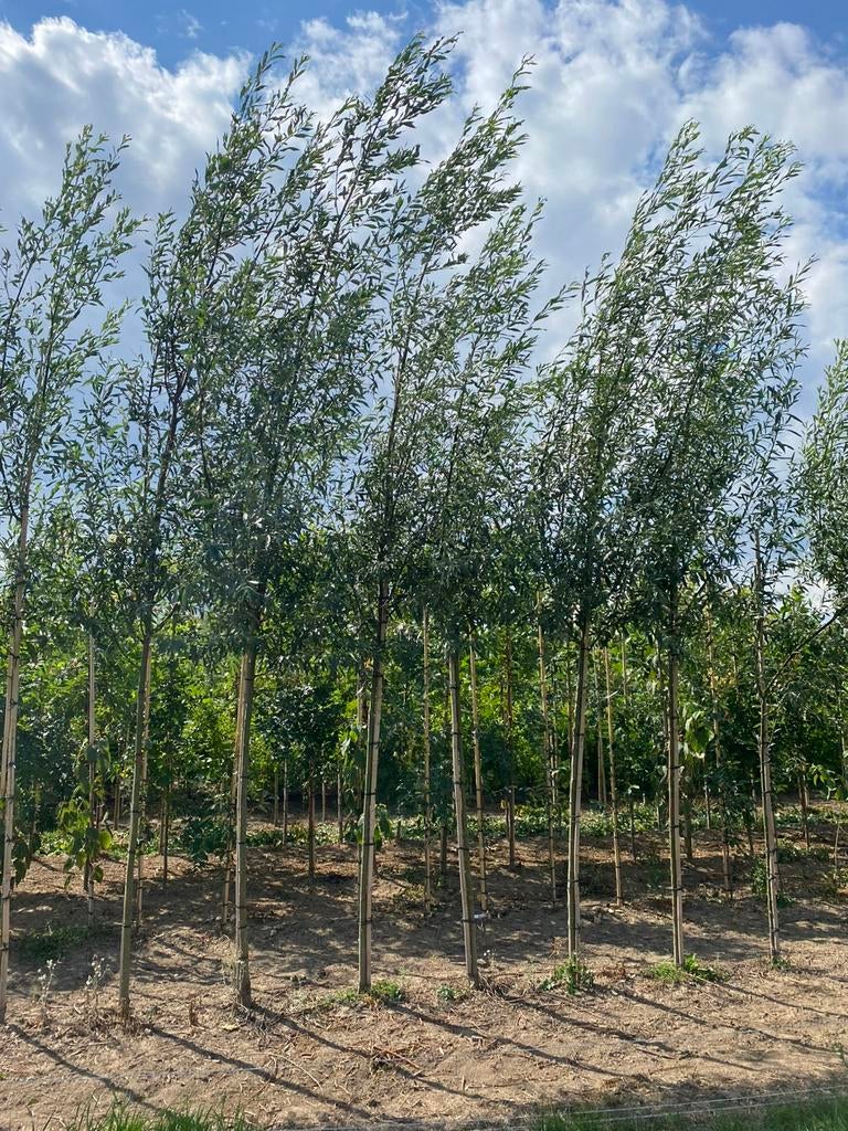 Salix alba groene/gele wilg 3,5m hoog, Ophalen, Overige soorten, 400 cm of meer