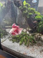 1 betta splender man, Vis