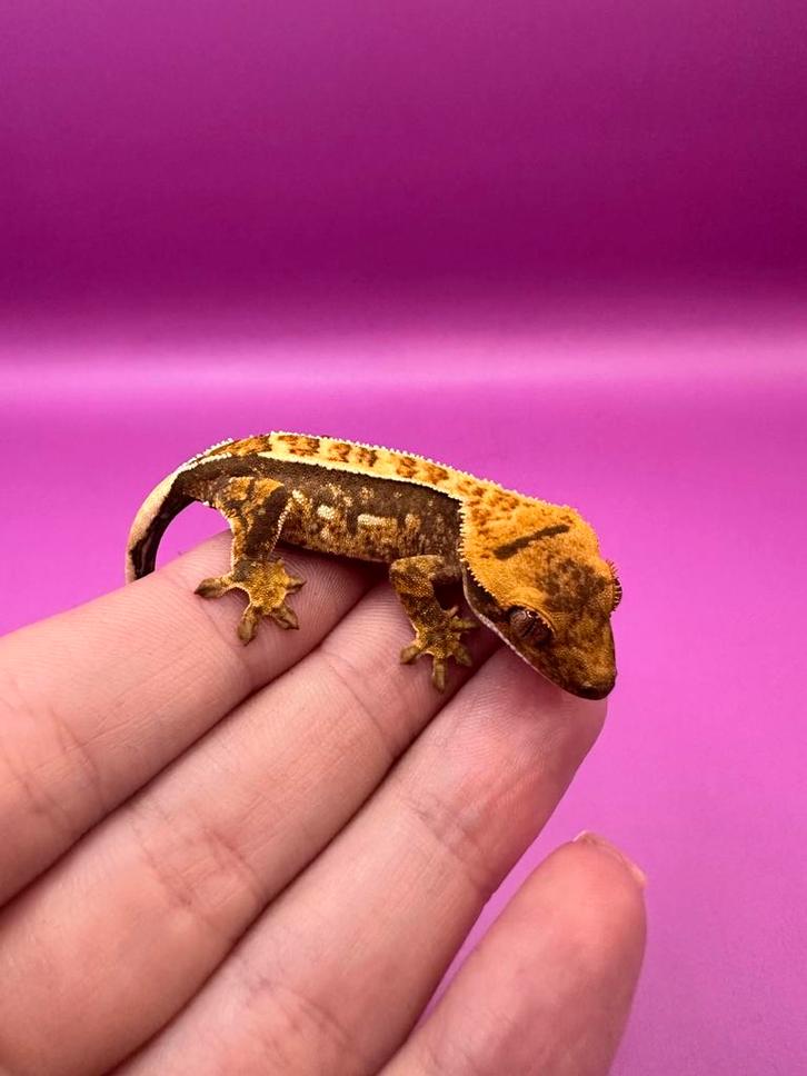 Winpergekko baby unsexed