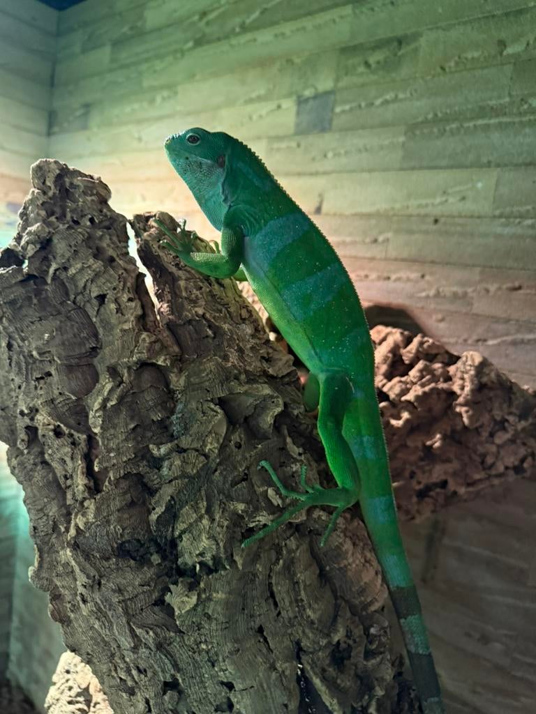 Fiji leguaan, Dieren en Toebehoren, 0 tot 2 jaar