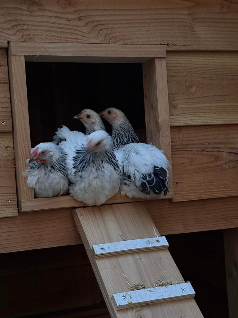 Gezocht Broedeieren Wyandotte Buff Columbia, Dieren en Toebehoren, Pluimvee, Meerdere dieren, Kip