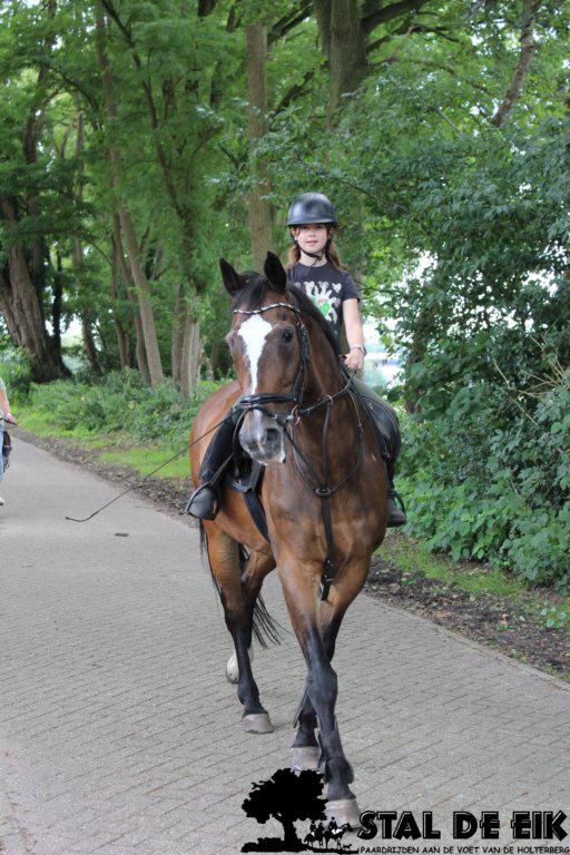 Verzorger/bijrijder aangeboden, Dieren en Toebehoren, Ophalen, Nieuw