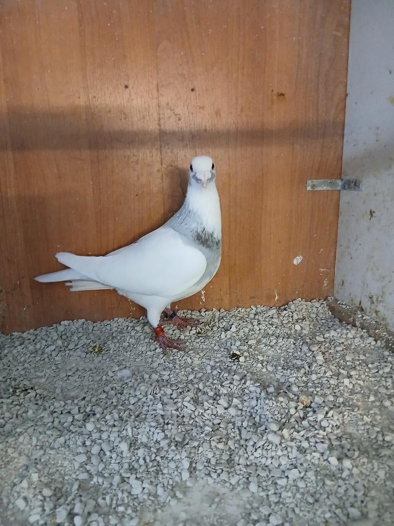 Kleurpostduif doffer, Dieren en Toebehoren, Mannelijk, Postduif