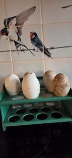 Broedeieren chinese knobbelganzen(wildkleur), Geslacht onbekend, Overige soorten