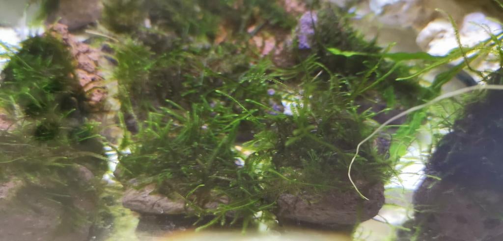 Java mos of Christmas mos op lavasteen, Ophalen of Verzenden, Nieuw, Plant(en), Steen of Hout