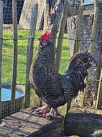 Koekoek kleur haantje, Mannelijk, Kip