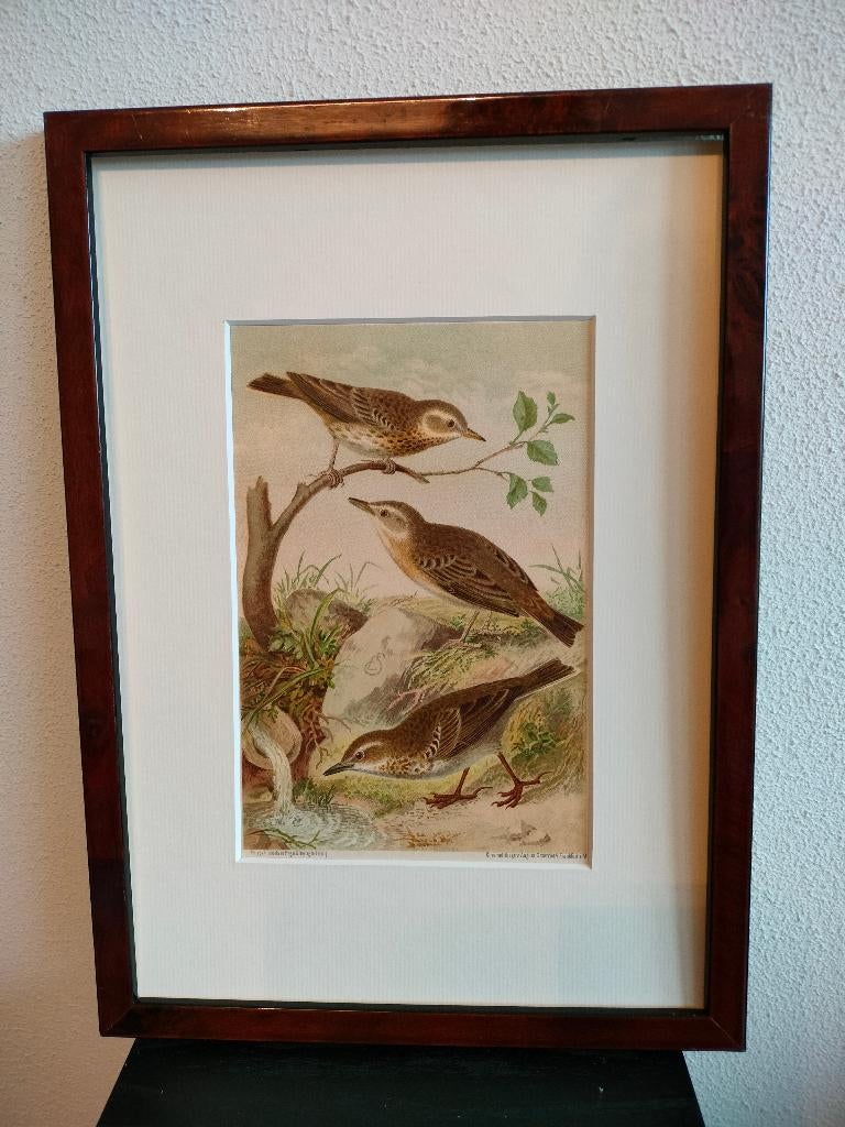 Chromolitho Litho A. Haase Praag Vogels Vogel Birds 1888, Ophalen of Verzenden