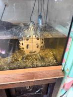 Schildpadden, Schildpad