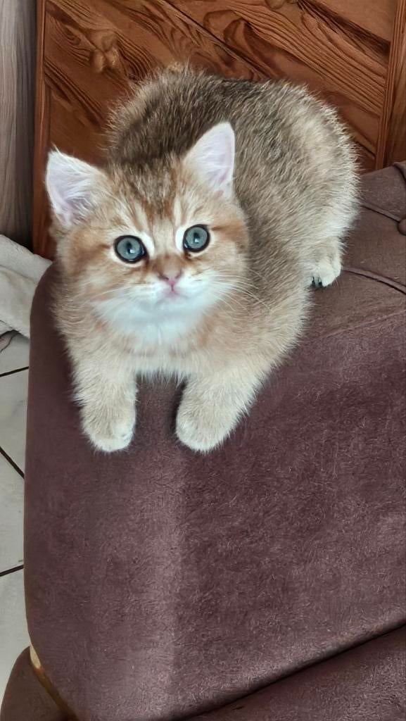 Mannelijke katten, Kater