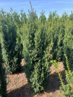Taxus media hicksii en hilli haagplanten, Tuin en Terras, Planten | Struiken en Hagen, Ophalen of Verzenden, Taxus, Minder dan 100 cm