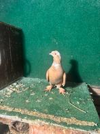 Duiven, Meerdere dieren, Postduif