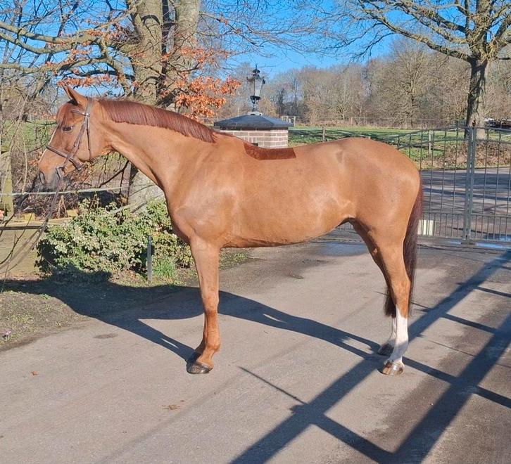 Brave merrie, Dieren en Toebehoren, Paarden, Merrie, 165 tot 170 cm, 3 tot 6 jaar, Springpaard