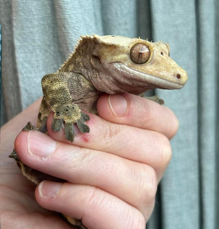 Wimpergekko harlequin dalmation man