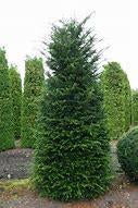 Taxus baccata (taxus voor haag) in diverse maten, Ophalen, Bloeit niet, Overige soorten, Halfschaduw