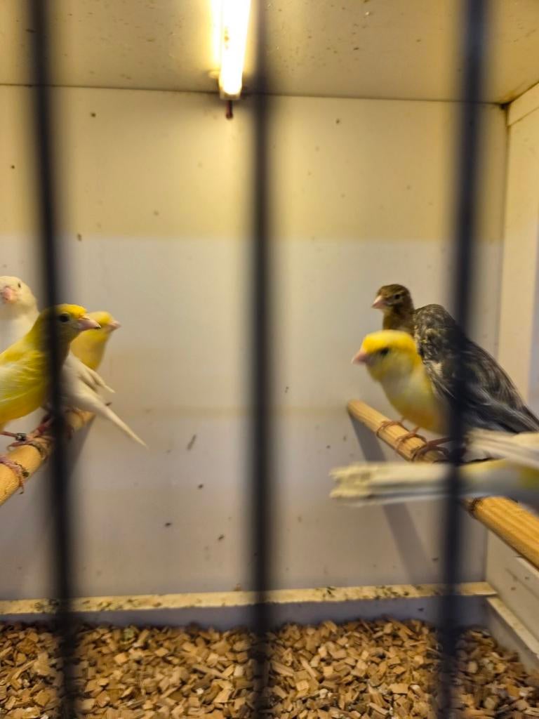 Kanarie poppen, Vrouwelijk, Kleurkanarie