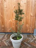 Olijfboompje in pot, Tuin en Terras, Planten | Tuinplanten, Ophalen, Volle zon, Vaste plant, Bloeit niet
