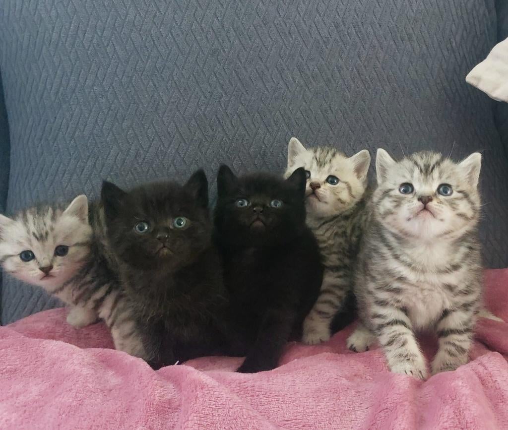 Kruising Britse korthaar, Dieren en Toebehoren, Katten en Kittens | Raskatten | Korthaar, Meerdere dieren, Ontwormd, 0 tot 2 jaar