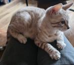 Bengaal kitten kater met stamboom, Dieren en Toebehoren, Meerdere dieren, Met stamboom