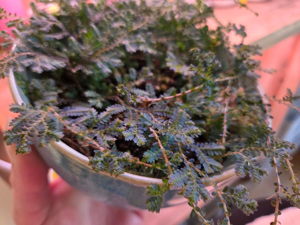 Iridescent plantje in pot. (selaginella uncinata), Ophalen, Overige soorten, Halfschaduw, In pot