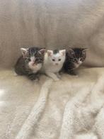 Lieve boerderij kittens, Meerdere dieren