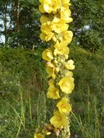 Uit de biologische moestuin: Koningskaars, zaden, Ophalen of Verzenden, Voorjaar, Volle zon, Zaad