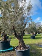 Oude olijfboom met grote volle kruin & vertakking /code BA30, 100 tot 250 cm, Olijfboom, Zomer, Ophalen