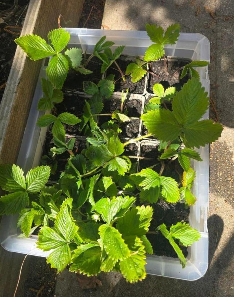 Biologische aardbei plantjes, Tuin en Terras, Ophalen, Eenjarig, Groenteplanten, Volle zon