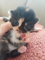 Prachtige kittens Brits korthaar kruising, Meerdere dieren, Gechipt