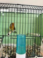 Kapoetsensijs en putter bastaarden, Mannelijk, Bastaard