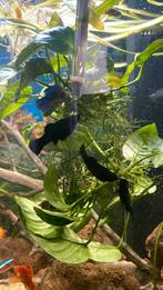 3 mooien Anubias, Vis