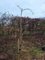 Gratis perenboom, Tuin en Terras, Planten | Bomen, Ophalen, Volle zon, Overige soorten, 100 tot 250 cm