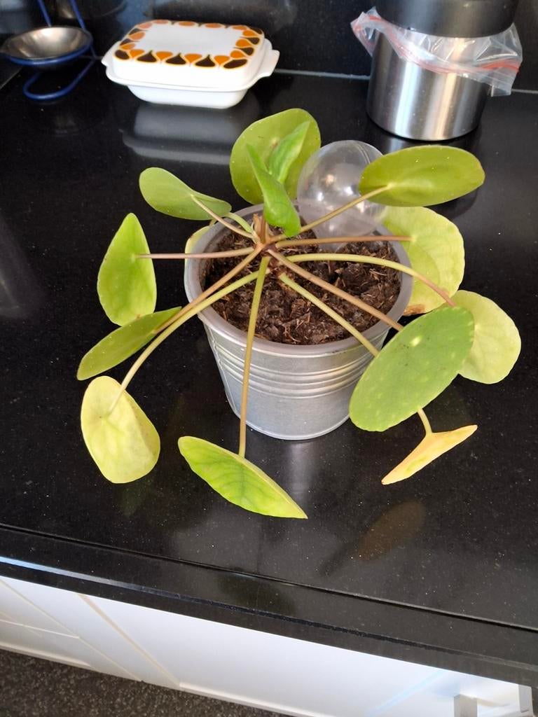 Pannenkoekplantje - Pilea Peperomioides, Vaste plant, Bloeit niet, Halfschaduw, Ophalen