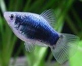 Platy tuxedo blauw XL - Koidream Valburg