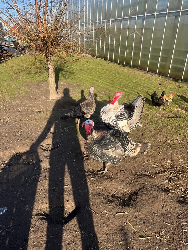 Brons kalkoenen haan, Mannelijk, Kalkoen