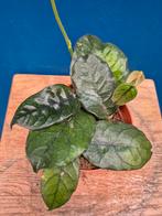 Hoya Villosa p12, Ophalen of Verzenden, Halfschaduw, Minder dan 100 cm