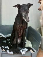ACE: Mora heeft een lief en meegaand karakter, Dieren en Toebehoren, 6 jaar of ouder, Particulier, Galgo, Buitenland