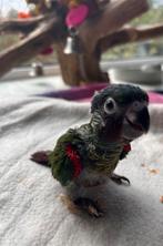 Prachtige Pyrrhura Emma – nu te reserveren!, Meerdere dieren, Parkiet