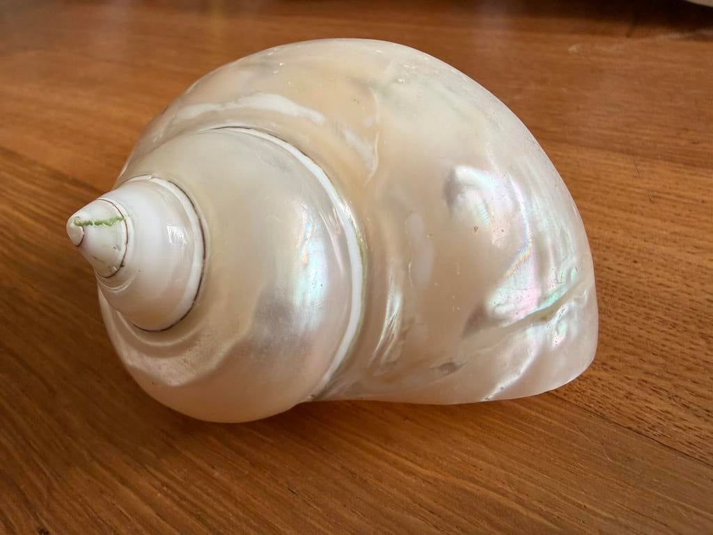 Verzameling schelpen parelmoer, Verzamelen, Ophalen of Verzenden, Zo goed als nieuw