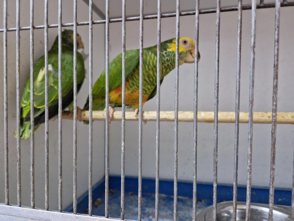 Mooi koppel Amazone Xanthops, Dieren en Toebehoren, Vogels | Parkieten en Papegaaien, Meerdere dieren, Papegaai, Geringd