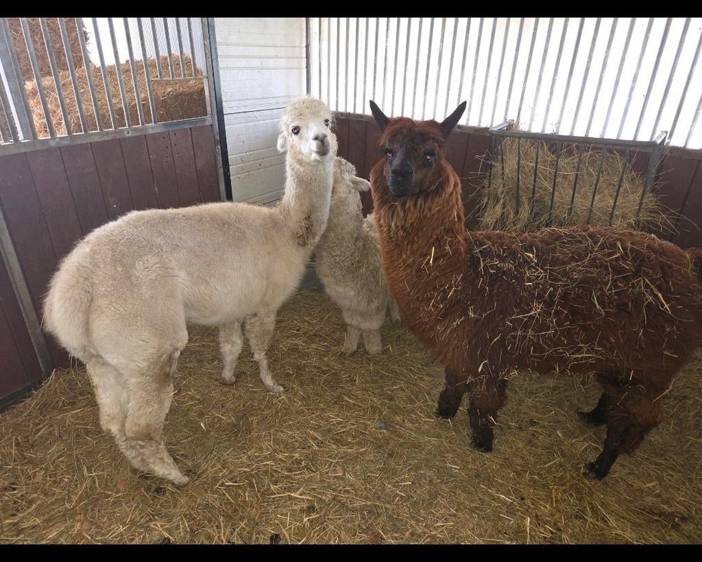 3 Alpacas voor €1.500,- 2 merries 1 hengst, Dieren en Toebehoren, Juni, Vrouwelijk