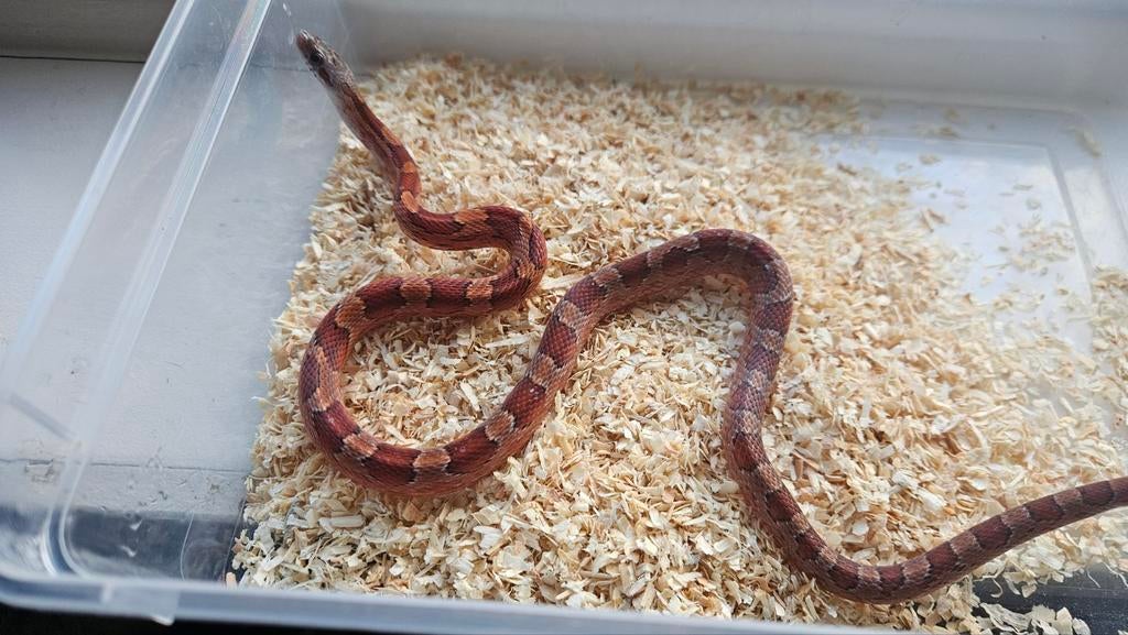 1.0 charcoal x lavender pantherophis guttatus Rat Snake - male for sale from Chris