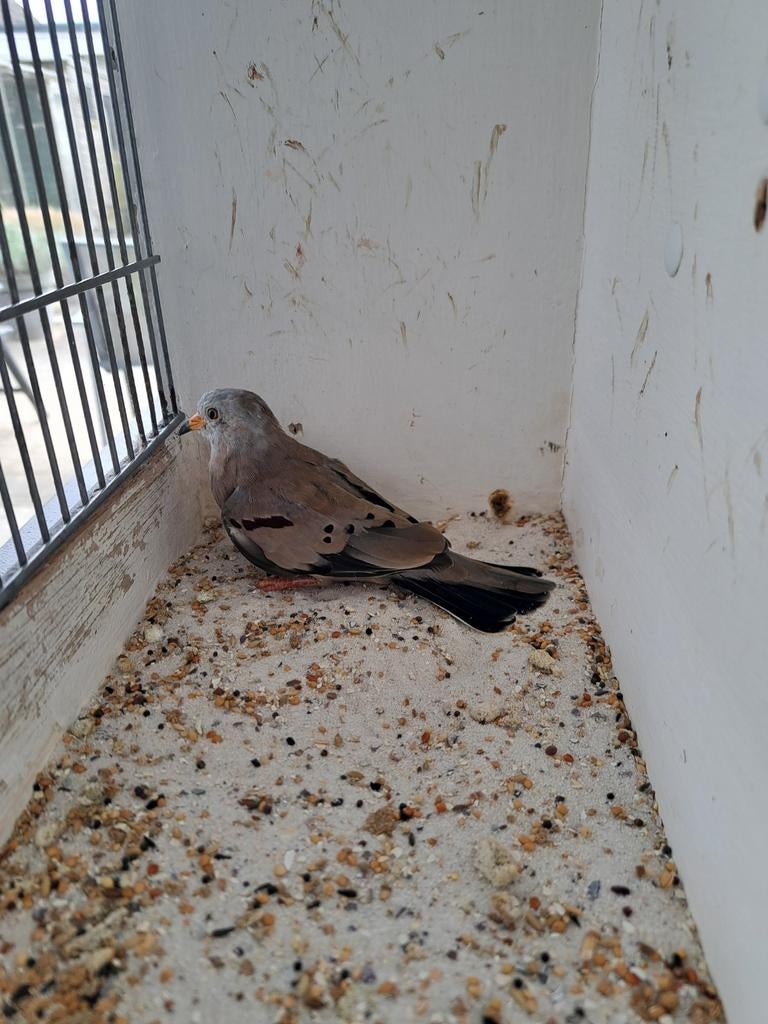 Peruduif doffer., Mannelijk, Tropenvogel, Geringd