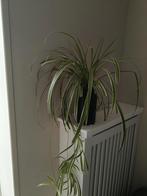Mooie groene kamerplant met stekjes in zwarte vaas, Ophalen