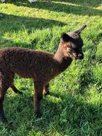 Te koop Alpaca merrie met merrie aan de voet., Dieren en Toebehoren, Juni, Vrouwelijk