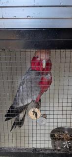 Te koop kweek man rose kakatoe, Dieren en Toebehoren, Vogels | Parkieten en Papegaaien, Mannelijk, Papegaai