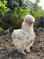 Lieve silkie/zijdehoender kippen (hennen), Dieren en Toebehoren, Pluimvee, Vrouwelijk, Kip