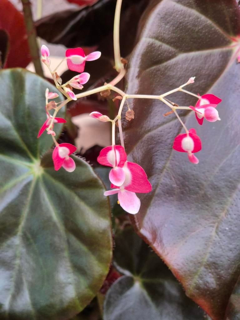 Begonia Red Fred XXL p14 (1), Ophalen of Verzenden, Halfschaduw, Minder dan 100 cm