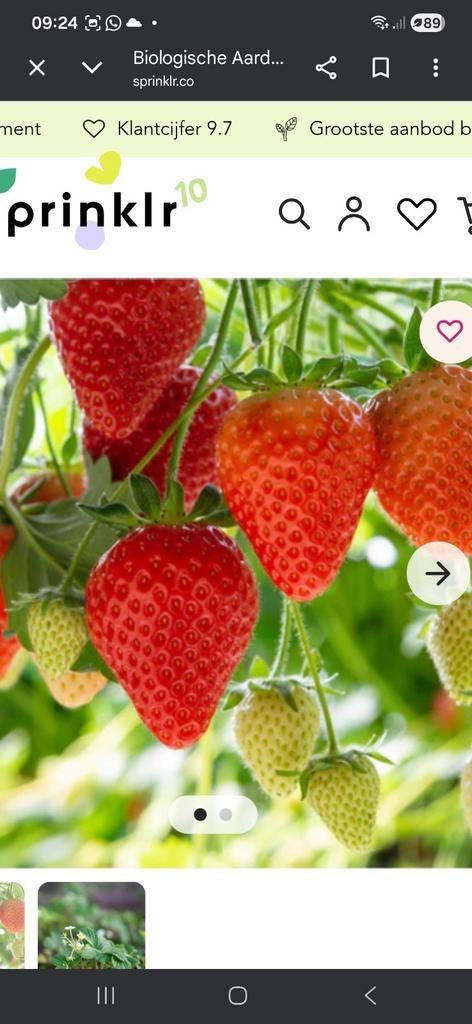 Mooie aardbeiplantjes Biologische sterk en zoet!, Tuin en Terras, Planten | Fruitbomen, Ophalen of Verzenden