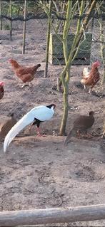 Goud fazant hen gevr.ruilen voor Zilverfazant hen., Vrouwelijk